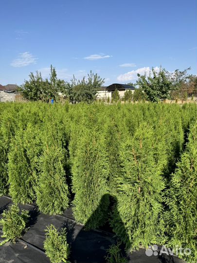 Туя колумна