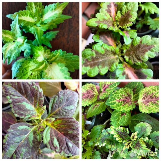 Колеусы вегетативные