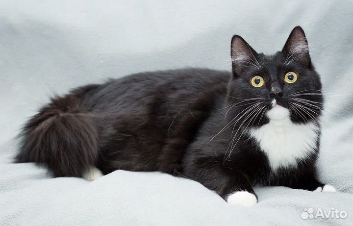 Кот Марс черно-белое очарование в дар