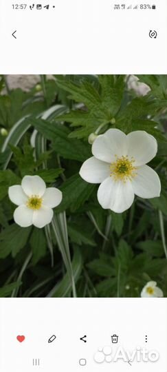 Цветы многолетники