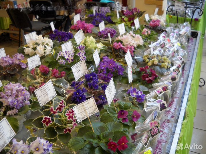 Фиалки в Магнитке