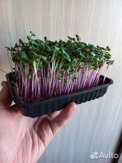 Микрозелень редис розовый