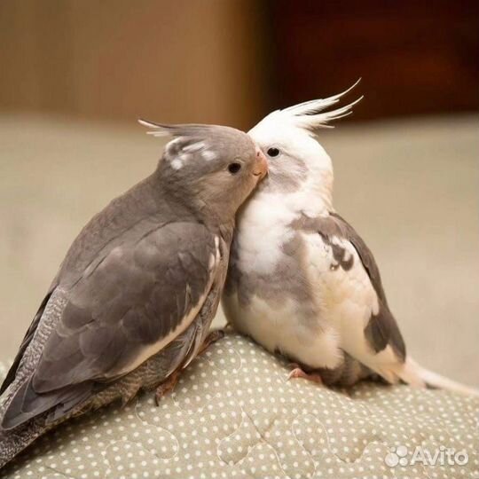 Попугай корелла