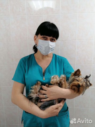 Услуги ветеринара