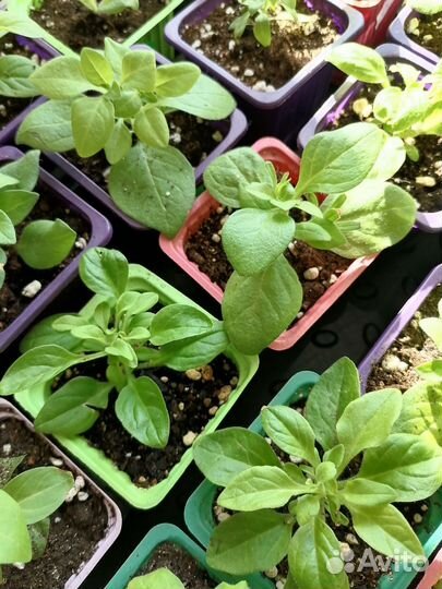 Петунья вегетативная