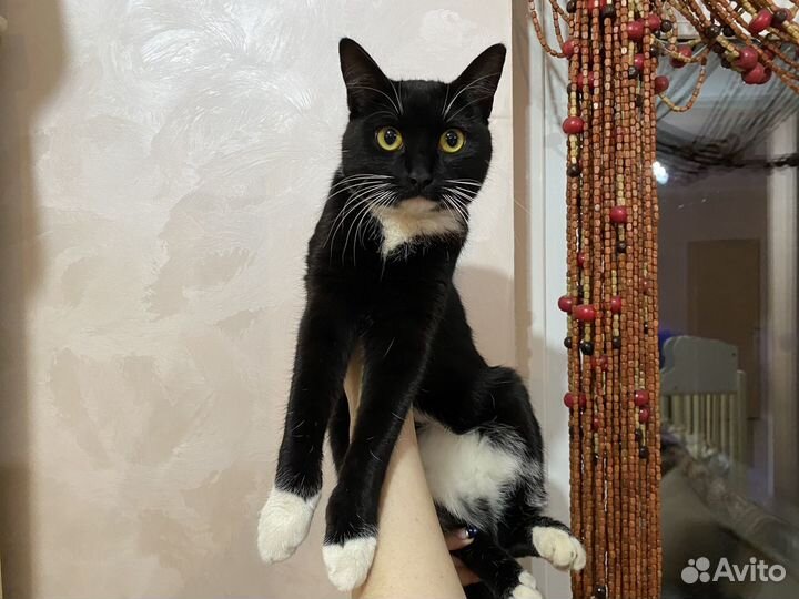 Кошка Маркиз
