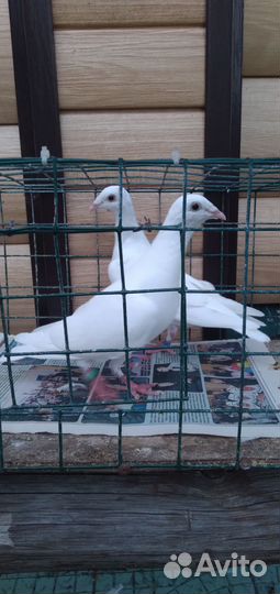 Белые бакинцы и почтовые белые