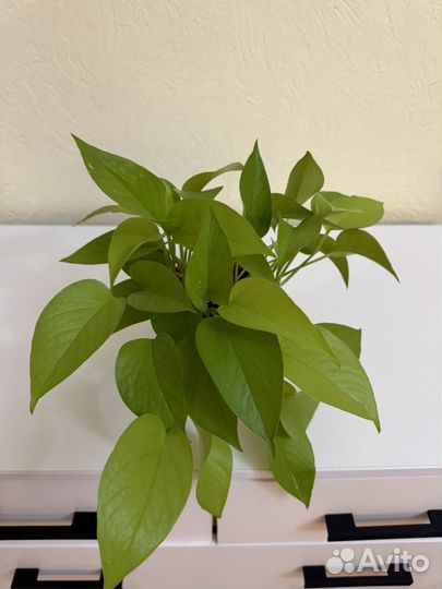 Эпипремнум неон