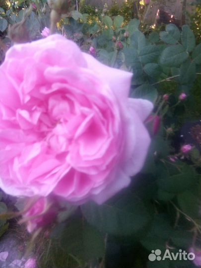 Роза кустовая