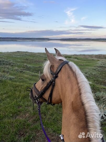 Конные прогулки