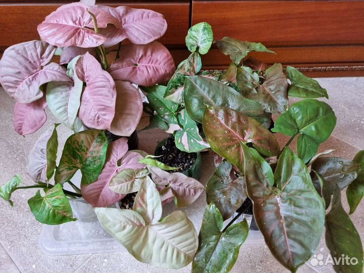 Сингониумы сортовые 1