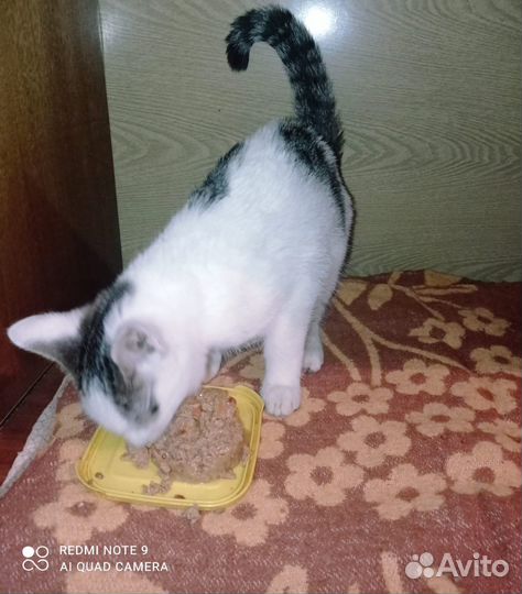 Котенок в дар бесплатно