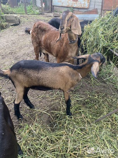 Козочки и козлики нубийские