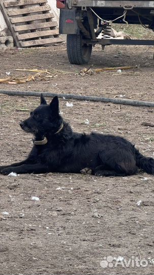 Щенята пастушки