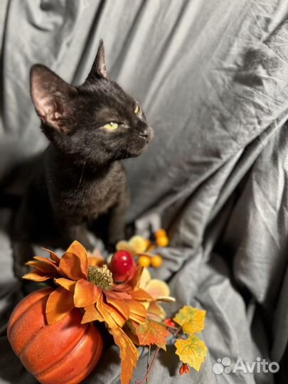 Кошка котенок Нафаня