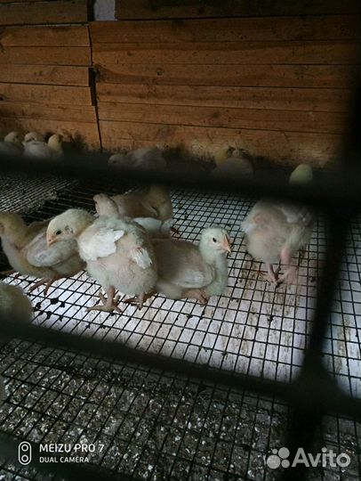 Цыплята суточные