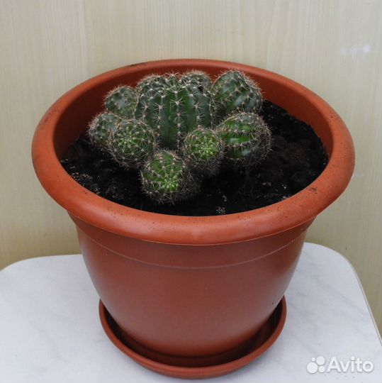 Кактус в горшке