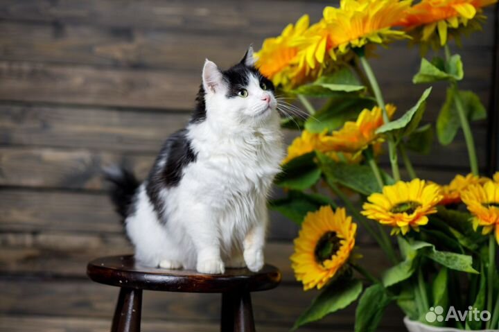 Пушистое счастье по имени Финик в поисках семьи