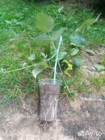 Ежемалина саженец