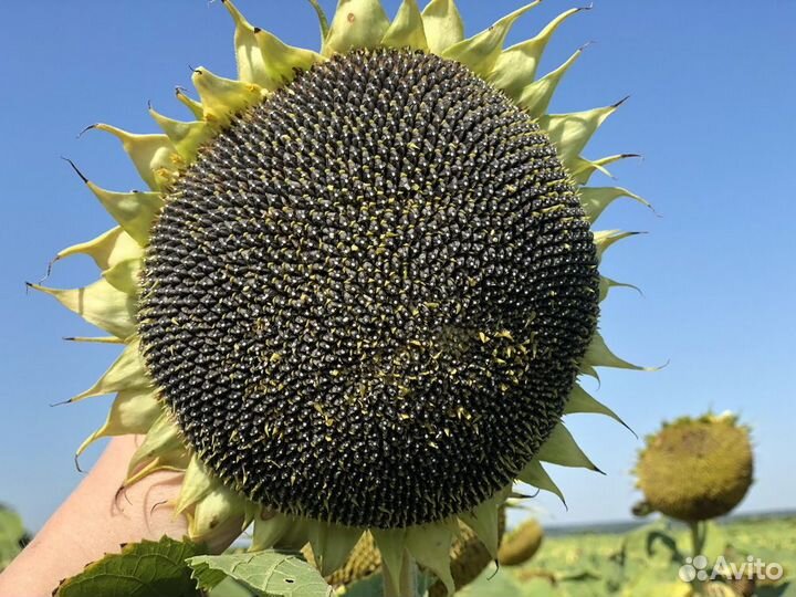 Пионер пр 63ле 10 экспресс гибрид подсолнечника