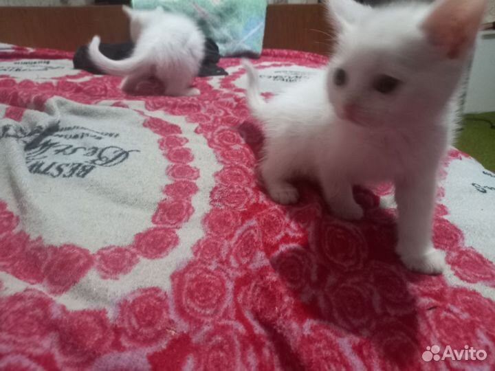 Британские котята