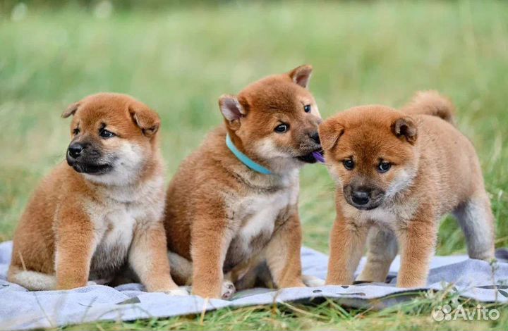 Щенки сиба ину