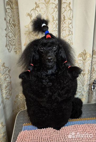 Пудель миниатюрный