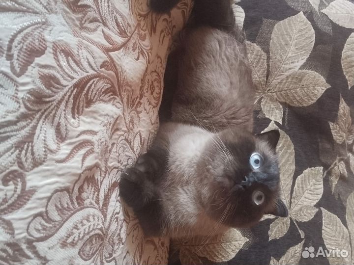 Отдам кота в добрые руки