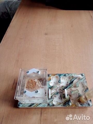 Муравьиная ферма с муравьями