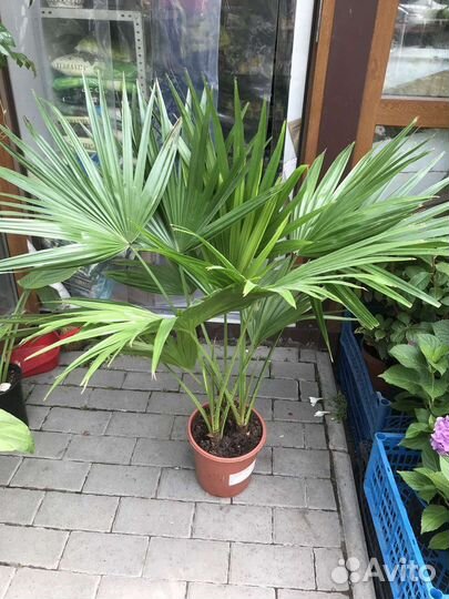 Пальма Ливистона 2 ствола