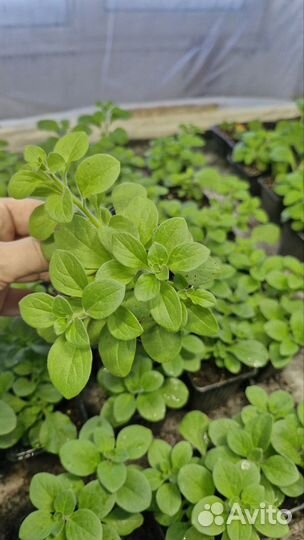 Вегетативная петуния маточники