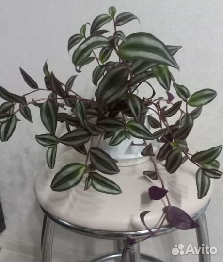 Эсхинантус жар птица