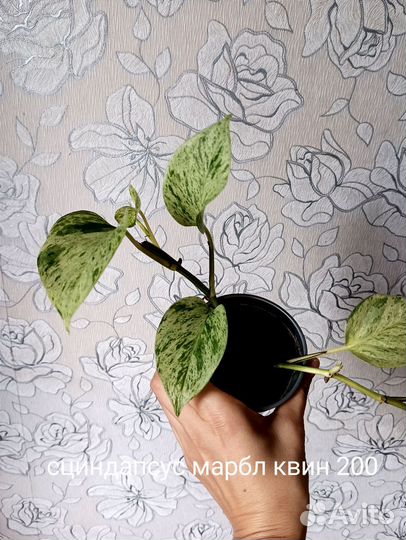 Сциндапсус марбл квин, золотистый