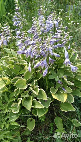 Многолетние садовые растения