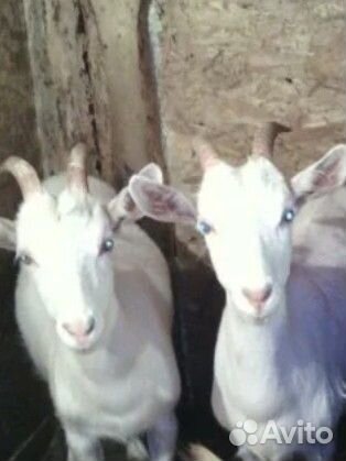 Коза дойная