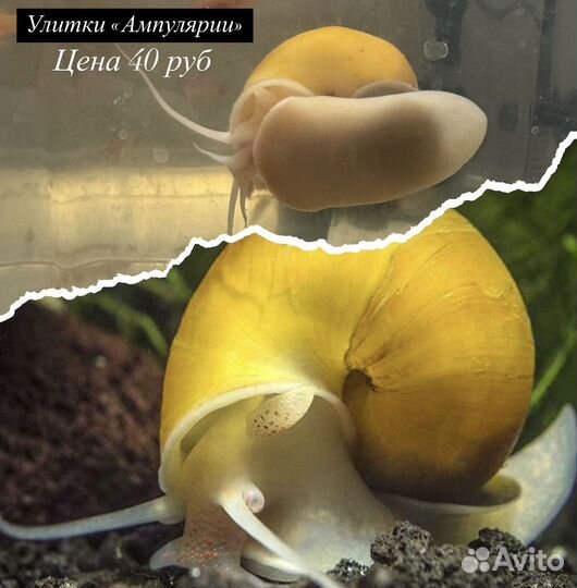 Аквариумные рыбки