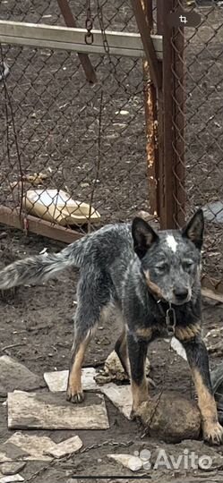 Австралийская овчарка хилер