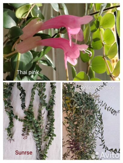 Сортовые Эсхинантусы