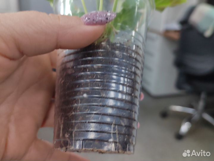 Пеларгония герань сортовая