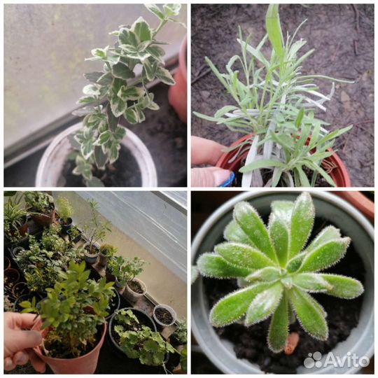 Садовые и комнатные растения