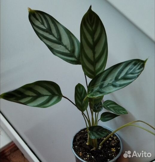 Комнатные растения