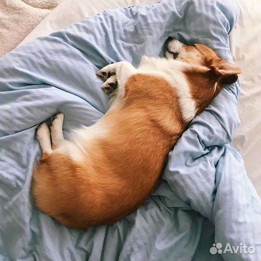 Догситтер, передержка домашних животных