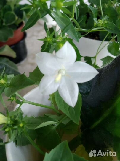 Колокольчики