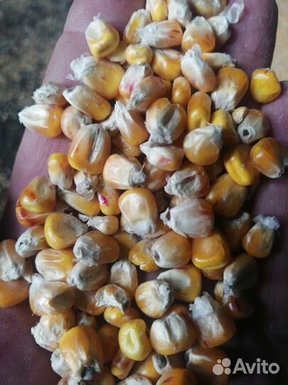 Пшеница,Ячмень,Кукуруза,Овес,Подсолнечник