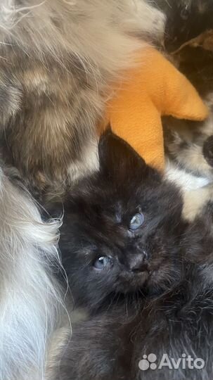 Котята мейн-кун