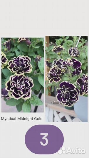 Вегетативная петуния