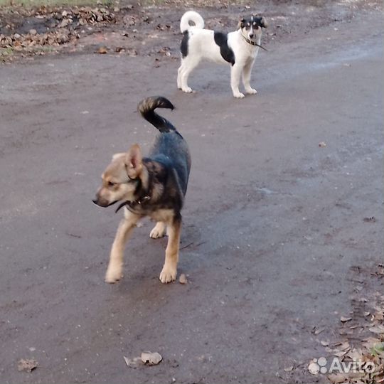 Собака в добрые руки отдам бесплатно