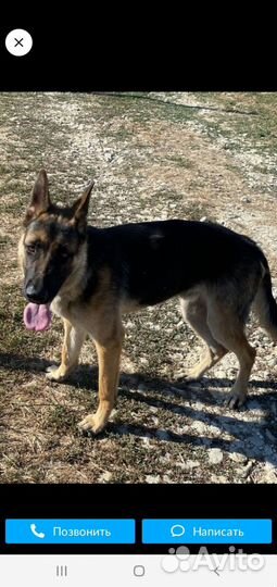 Восточноевропейская овчарка