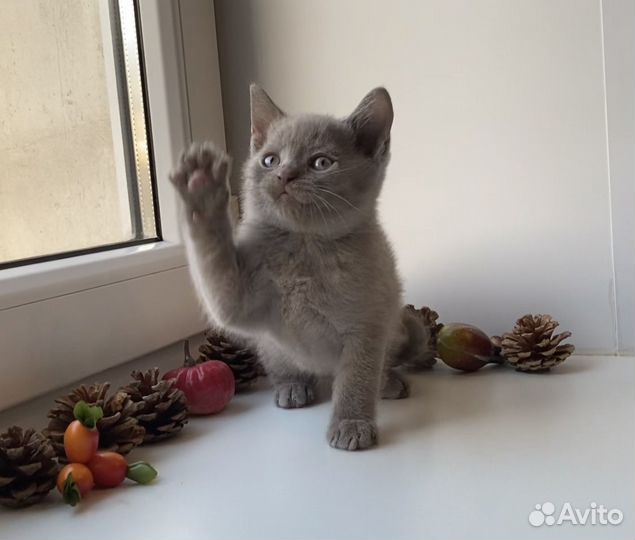 Британский котёнок мальчик