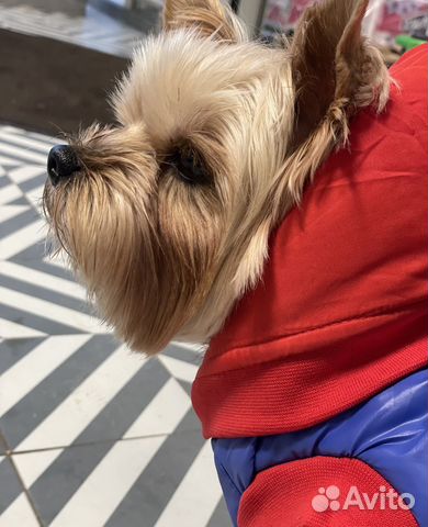 Вязка Йоркширской Терьер